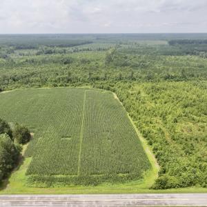 Photo #15 of Off of Hwy 561, Halifax, NC 24.5 acres