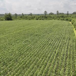 Photo #18 of Off of Hwy 561, Halifax, NC 24.5 acres