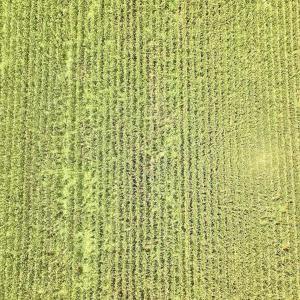 Photo #19 of Off of Hwy 561, Halifax, NC 24.5 acres