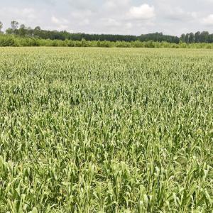 Photo #20 of Off of Hwy 561, Halifax, NC 24.5 acres