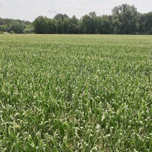 Photo #22 of Off of Hwy 561, Halifax, NC 24.5 acres