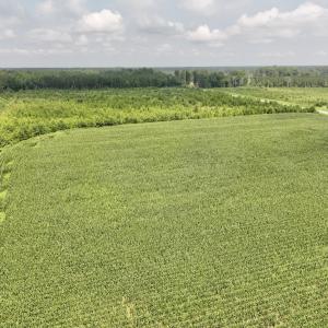 Photo #23 of Off of Hwy 561, Halifax, NC 24.5 acres