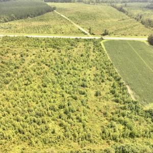 Photo #7 of Off of Hwy 561, Halifax, NC 24.5 acres