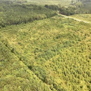 Photo #8 of Off of Hwy 561, Halifax, NC 24.5 acres