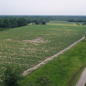 Photo #6 of Off of Black Creek Rd, Nichols, SC 72.5 acres