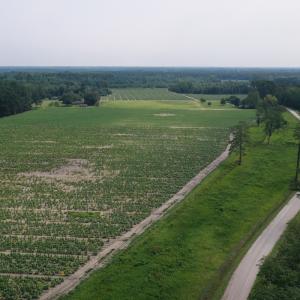 Photo #7 of Off of Black Creek Rd, Nichols, SC 72.5 acres
