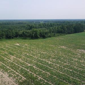 Photo #8 of Off of Black Creek Rd, Nichols, SC 72.5 acres
