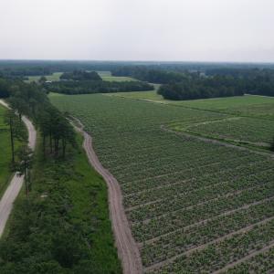 Photo #9 of Off of Black Creek Rd, Nichols, SC 72.5 acres