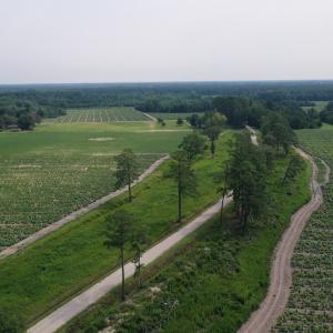 Photo #10 of Off of Black Creek Rd, Nichols, SC 72.5 acres