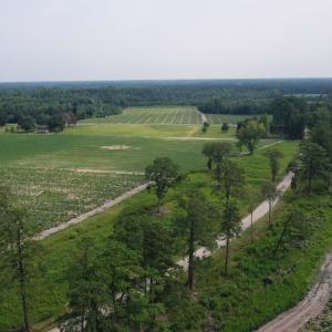 Photo #11 of Off of Black Creek Rd, Nichols, SC 72.5 acres