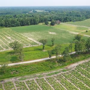 Photo #12 of Off of Black Creek Rd, Nichols, SC 72.5 acres