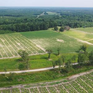 Photo #13 of Off of Black Creek Rd, Nichols, SC 72.5 acres