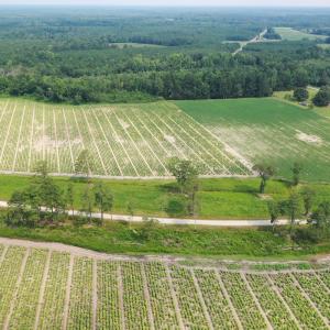 Photo #14 of Off of Black Creek Rd, Nichols, SC 72.5 acres