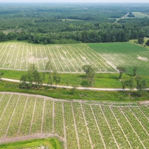 Photo #15 of Off of Black Creek Rd, Nichols, SC 72.5 acres