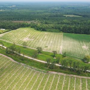 Photo #16 of Off of Black Creek Rd, Nichols, SC 72.5 acres