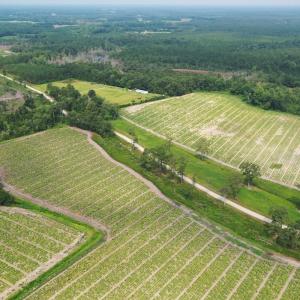 Photo #17 of Off of Black Creek Rd, Nichols, SC 72.5 acres