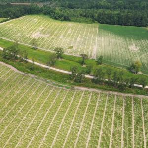 Photo #18 of Off of Black Creek Rd, Nichols, SC 72.5 acres