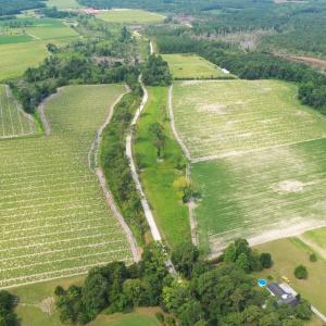 Photo #21 of Off of Black Creek Rd, Nichols, SC 72.5 acres