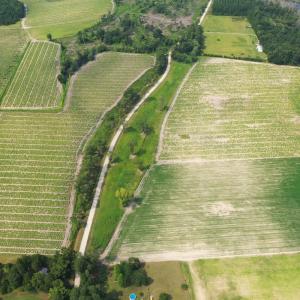 Photo #23 of Off of Black Creek Rd, Nichols, SC 72.5 acres