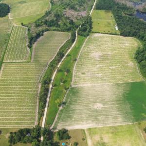 Photo #24 of Off of Black Creek Rd, Nichols, SC 72.5 acres