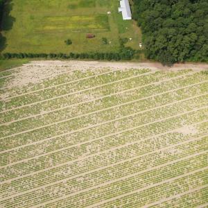 Photo #27 of Off of Black Creek Rd, Nichols, SC 72.5 acres