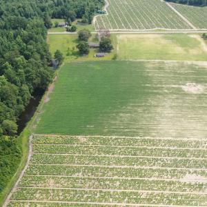Photo #29 of Off of Black Creek Rd, Nichols, SC 72.5 acres