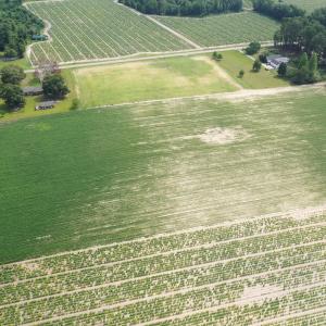 Photo #30 of Off of Black Creek Rd, Nichols, SC 72.5 acres