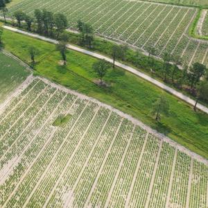 Photo #31 of Off of Black Creek Rd, Nichols, SC 72.5 acres
