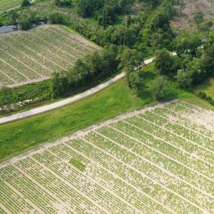 Photo #32 of Off of Black Creek Rd, Nichols, SC 72.5 acres