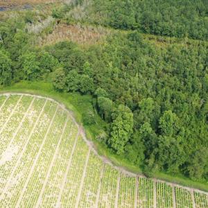 Photo #33 of Off of Black Creek Rd, Nichols, SC 72.5 acres