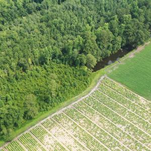 Photo #34 of Off of Black Creek Rd, Nichols, SC 72.5 acres