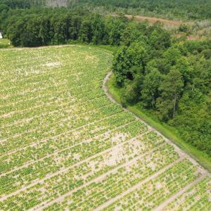 Photo #37 of Off of Black Creek Rd, Nichols, SC 72.5 acres