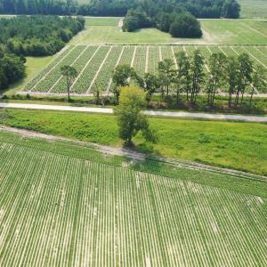 Photo #40 of Off of Black Creek Rd, Nichols, SC 72.5 acres
