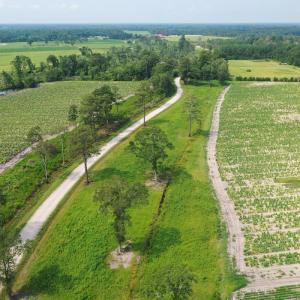 Photo #41 of Off of Black Creek Rd, Nichols, SC 72.5 acres