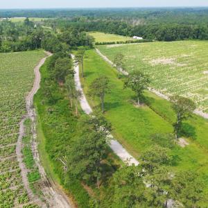 Photo #42 of Off of Black Creek Rd, Nichols, SC 72.5 acres