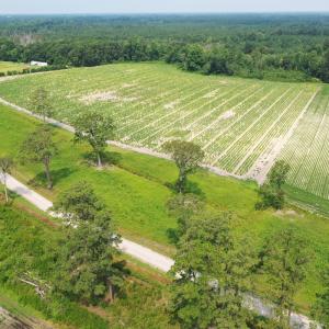Photo #43 of Off of Black Creek Rd, Nichols, SC 72.5 acres