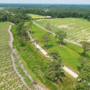 Photo #44 of Off of Black Creek Rd, Nichols, SC 72.5 acres