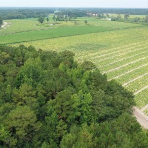 Photo #4 of Off of Shelley Ln, Nichols, SC 35.7 acres