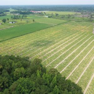 Photo #5 of Off of Shelley Ln, Nichols, SC 35.7 acres