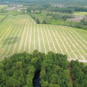 Photo #6 of Off of Shelley Ln, Nichols, SC 35.7 acres