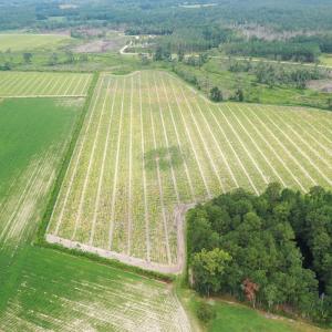 Photo #7 of Off of Shelley Ln, Nichols, SC 35.7 acres