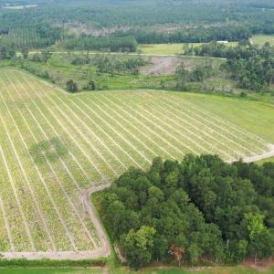 Photo #8 of Off of Shelley Ln, Nichols, SC 35.7 acres
