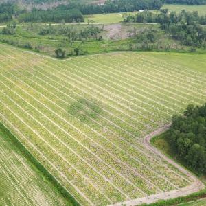 Photo #9 of Off of Shelley Ln, Nichols, SC 35.7 acres