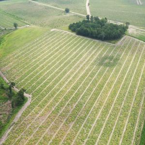 Photo #15 of Off of Shelley Ln, Nichols, SC 35.7 acres