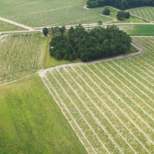 Photo #17 of Off of Shelley Ln, Nichols, SC 35.7 acres