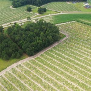 Photo #18 of Off of Shelley Ln, Nichols, SC 35.7 acres