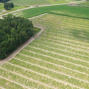 Photo #19 of Off of Shelley Ln, Nichols, SC 35.7 acres