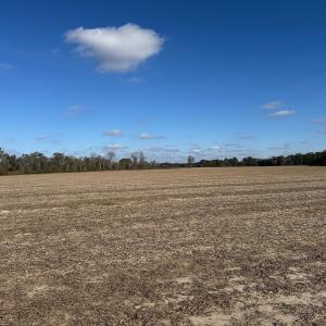 Photo #21 of Off of Shelley Ln, Nichols, SC 35.7 acres
