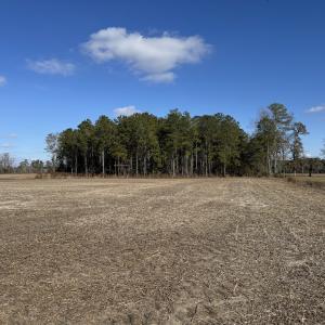 Photo #23 of Off of Shelley Ln, Nichols, SC 35.7 acres