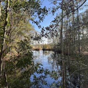 Photo #25 of Off of Shelley Ln, Nichols, SC 35.7 acres